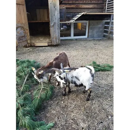 Edelweiss Riding Stable Alpine