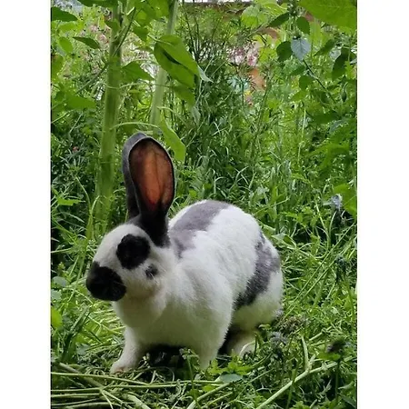 Edelweiss Riding Stable Alpine Umhausen