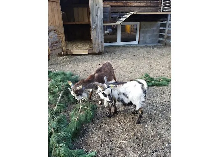 Edelweiss Riding Stable Alpine