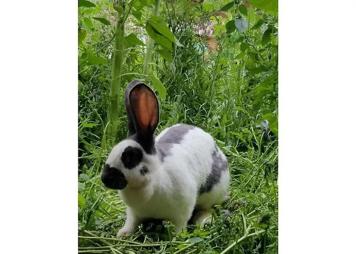 Edelweiss Riding Stable Alpine Umhausen